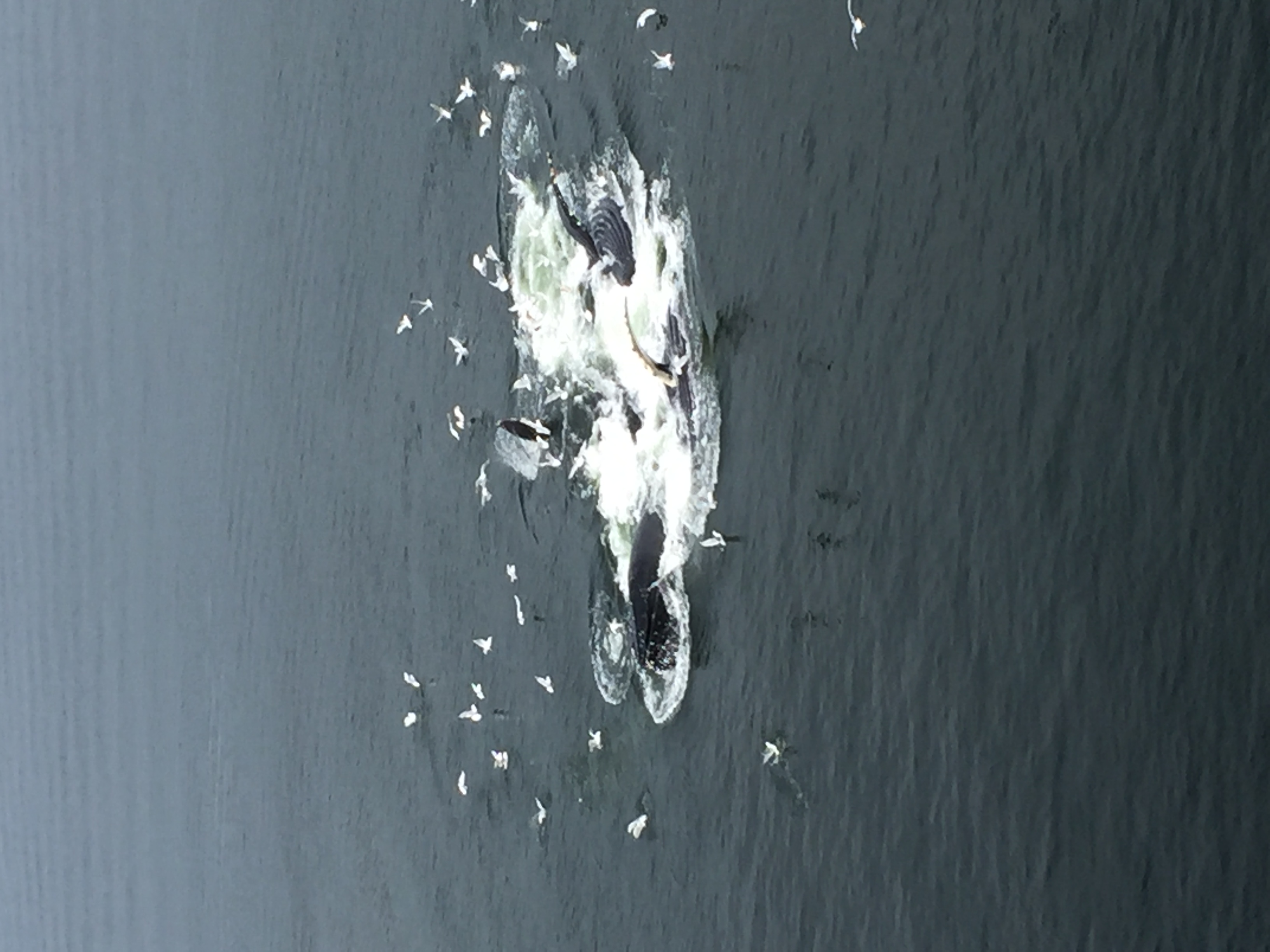 ./2017/08 - Alaska Cruise/10 - Icy Strait Point/IMG_0808.JPG